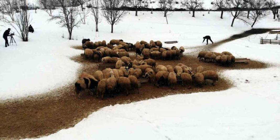Kuzuların güvenliği için uykusuz kalıyorlar! Soğuk hava besicileri vurdu: Gece boyu nöbet sürüyor 6